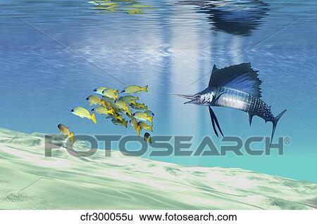 A sailfish hunts prey on a sandy reef. View Large Illustration Stock Illustration - A sailfish hunts prey on a sandy reef.. Fotosearch