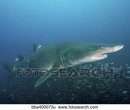 A sand tiger shark above a school of cigar minnows off the coast of North Carolina. View Large Photo Image Stock Photograph - A sand tiger shark above a school of cigar minnows off the coast of North Carolina.. Fotosearch