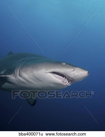 A sand tiger shark off the coast of North Carolina. View Large Photo Image Stock Photograph - A sand tiger shark off the coast of North Carolina.. Fotosearch