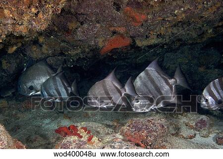A school of Atlantic Spadefish off the coast of Key Largo, Florida. View Large Photo Image Stock Photograph - A school of Atlantic Spadefish off the coast of Key Largo, Florida.. Fotosearch