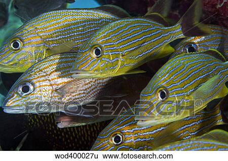 A school of Blue Striped and White Grunts. View Large Photo Image Stock Photograph - A school of Blue Striped and White Grunts.. Fotosearch