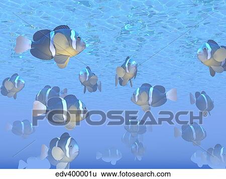 A school of clownfish swimming in the sea. View Large Illustration Stock Illustration - A school of clownfish swimming in the sea.. Fotosearch