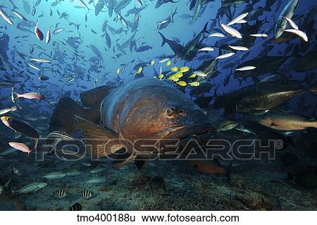 A school of Golden Trevally follow a Giant Grouper for protection during a shark feed. View Large Photo Image Stock Photograph - A school of Golden Trevally follow a Giant Grouper for protection during a shark feed.. Fotosearch