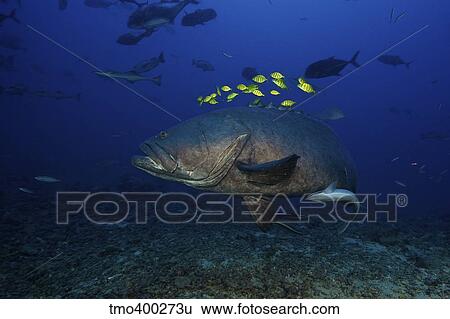 A school of Golden Trevally follow a Giant Grouper for protection during a shark feed. View Large Photo Image Stock Photograph - A school of Golden Trevally follow a Giant Grouper for protection during a shark feed.. Fotosearch