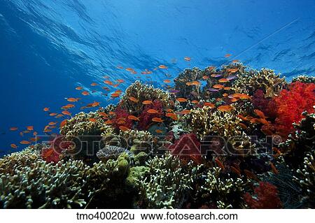 A school of orange basslets on a healthy coral reef in Fiji. View Large Photo Image Stock Photograph - A school of orange basslets on a healthy coral reef in Fiji.. Fotosearch