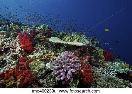 A school of orange basslets on a healthy coral reef in Fiji. View Large Photo Image Stock Photograph - A school of orange basslets on a healthy coral reef in Fiji.. Fotosearch