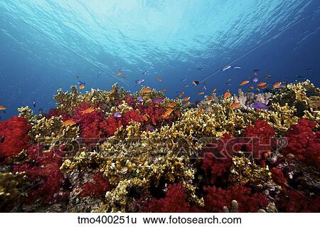 A school of orange basslets on a healthy coral reef in Fiji. View Large Photo Image Stock Photograph - A school of orange basslets on a healthy coral reef in Fiji.. Fotosearch