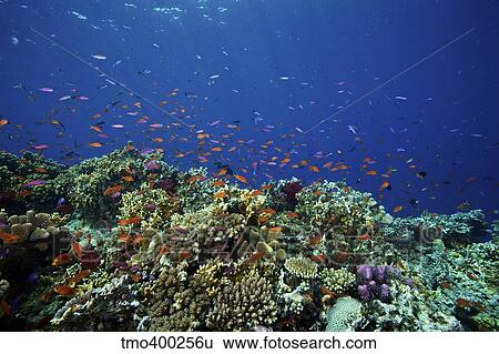 A school of orange basslets on a healthy Fijian reef. View Large Photo Image Stock Photograph - A school of orange basslets on a healthy Fijian reef.. Fotosearch