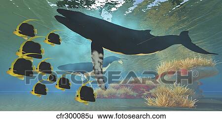 Stock Illustration - A school of Pennant fish swim by two Humpback whales.. Fotosearch