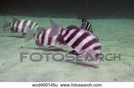 A school of Sheepshead feeding along the bottom of St. Andrew Bay, Florida. View Large Photo Image Stock Photograph - A school of Sheepshead feeding along the bottom of St. Andrew Bay, Florida.. Fotosearch