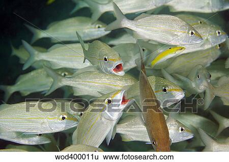 Stock Photograph - A school of Smallmouth Grunts, Key Largo, Florida.. Fotosearch