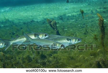 A school of Striped Mullet wim along the bottom of Fanning Springs, Florida. View Large Photo Image Stock Photograph - A school of Striped Mullet wim along the bottom of Fanning Springs, Florida.. Fotosearch