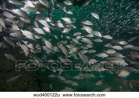 A school of Tomtate and Glass Minnows inside the shipwreck Liberty, Panama City, Florida View Large Photo Image Stock Photograph - A school of Tomtate and Glass Minnows inside the shipwreck Liberty, Panama City, Florida. Fotosearch