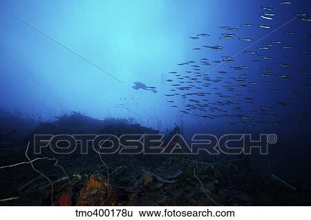 A scuba diver explores a deep drop off as a school of Boga fish swim by. View Large Photo Image Stock Photograph - A scuba diver explores a deep drop off as a school of Boga fish swim by.. Fotosearch