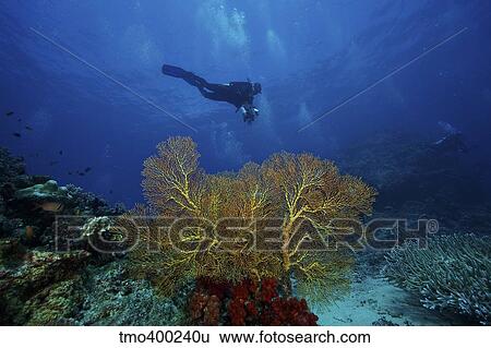 A scuba diver swims past a large yellow gorgonian fan, Fiji. View Large Photo Image Stock Photograph - A scuba diver swims past a large yellow gorgonian fan, Fiji.. Fotosearch