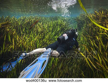 Stock Photograph - A scuba diver swims through an underwater field of tape grass.. Fotosearch