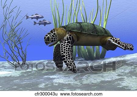 Stock Illustration - A sea turtle makes its way along the bottom of the sea looking for food.. Fotosearch