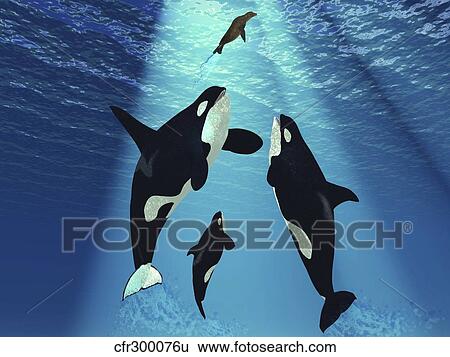 A seal swims to the surface trying to escape from three Killer Whales. View Large Illustration Stock Illustration - A seal swims to the surface trying to escape from three Killer Whales.. Fotosearch