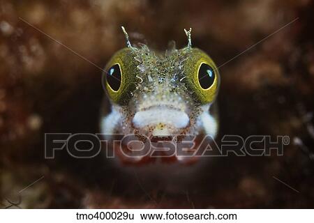 Stock Photograph - A Secretary Blenny looks out from its coral home.. Fotosearch