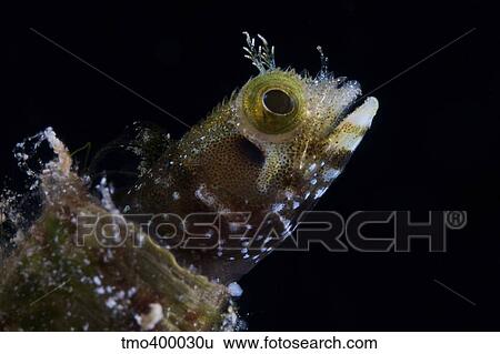 A Secretary Blenny looks out from its coral home. View Large Photo Image Stock Photograph - A Secretary Blenny looks out from its coral home.. Fotosearch
