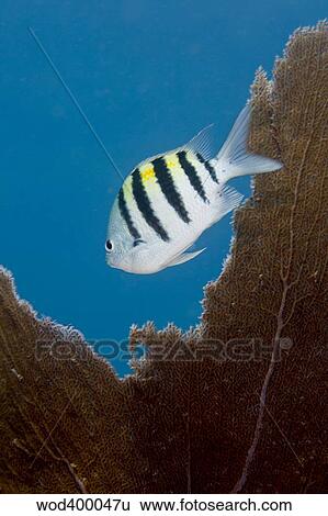 Stock Photograph - A Sergeant Major Damselfish and a sea fan, Key Largo, Florida.. Fotosearch