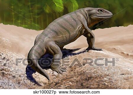 A Seymouria baylorensis from the Paleozoic era. View Large Illustration Stock Illustration - A Seymouria baylorensis from the Paleozoic era.. Fotosearch
