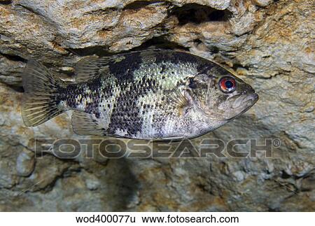 Stock Photograph - A Shadow Bass hovers motionless at the top of the Morrison Springs cavern.. Fotosearch
