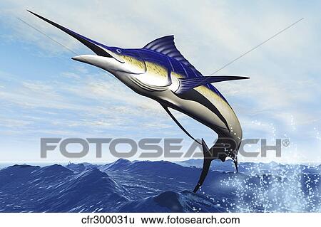 Stock Illustration - A sleek blue marlin bursts from the ocean surface in a grand leap.. Fotosearch