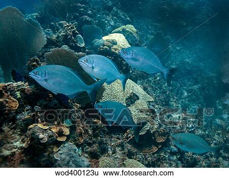 A small school of Bermuda Chub. View Large Photo Image Stock Photograph - A small school of Bermuda Chub.. Fotosearch