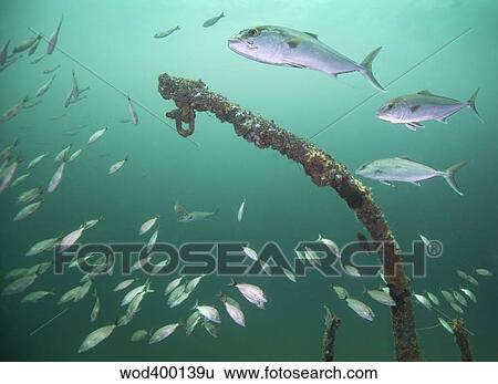 Stock Photograph - A small school of Greater Amberjack swim by a larger school of Tomtate.. Fotosearch