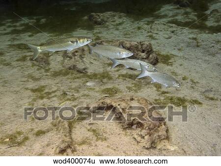 Stock Photograph - A small school of Grey Mullet swim in formation.. Fotosearch