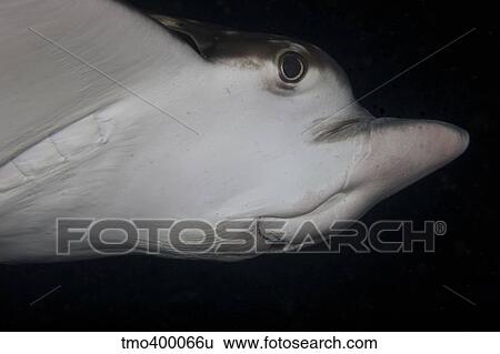 Stock Photograph - A small Spotted Eagle Ray swimming around at night.. Fotosearch