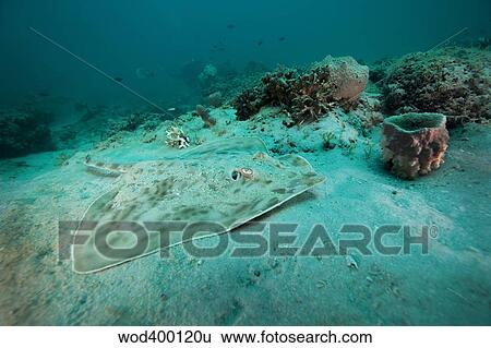 Stock Photograph - A Southern Stingray on the sandy bottom off the coast of Panama City, Florida.. Fotosearch