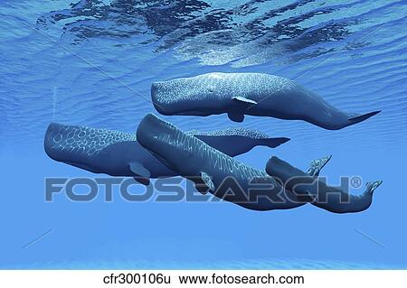 Stock Illustration - A sperm whale family swimming together.. Fotosearch