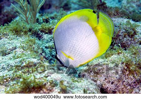 A Spotfin Butterflyfish feeding off the coral reef, Key Largo, Florida. View Large Photo Image Stock Photograph - A Spotfin Butterflyfish feeding off the coral reef, Key Largo, Florida.. Fotosearch
