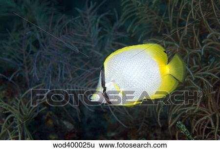 A Spotfin Butterflyfish View Large Photo Image Stock Photograph - A Spotfin Butterflyfish. Fotosearch