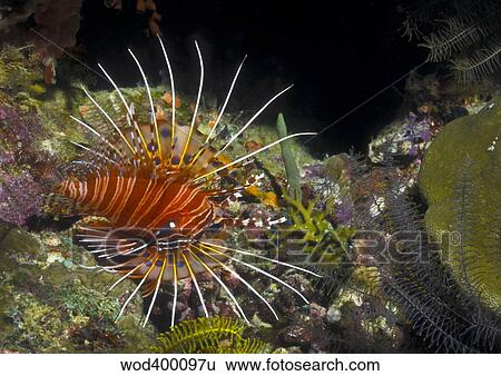 A Spotfin Lionfish flares it's dorsel spines and fins, Papua New Guinea. View Large Photo Image Stock Photograph - A Spotfin Lionfish flares it's dorsel spines and fins, Papua New Guinea.. Fotosearch