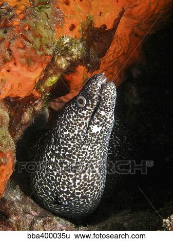 A spotted moray eel in a bright orange sponge. View Large Photo Image Stock Photograph - A spotted moray eel in a bright orange sponge.. Fotosearch