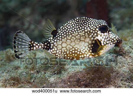 Stock Photograph - A Spotted Trunkfish, Key Largo, Florida.. Fotosearch