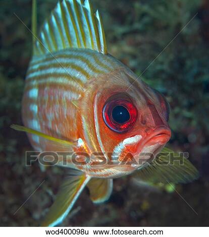 A squirrelfish turns and looks close into the camera off the coast of Key Largo, Florida. View Large Photo Image Stock Photograph - A squirrelfish turns and looks close into the camera off the coast of Key Largo, Florida.. Fotosearch