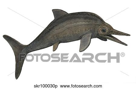 A Stenopterygius quadriscissus from the prehistoric era. View Large Illustration Stock Illustration - A Stenopterygius quadriscissus from the prehistoric era.. Fotosearch