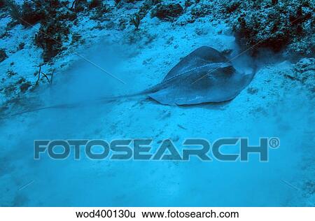 Stock Photograph - A stingray stirs up the sandy bottom off the coast of Grandy Cayman Island.. Fotosearch