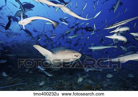 A Tawny Nurse Shark swims away after eating some fish scraps, Fiji. View Large Photo Image Stock Photograph - A Tawny Nurse Shark swims away after eating some fish scraps, Fiji.. Fotosearch