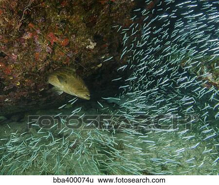 Stock Photograph - A Tiger Grouper chasing minnows at the Benwood shipwreck.. Fotosearch
