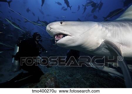 A Tiger Shark consumes a large tuna head hand-fed by a local Fijian diver. View Large Photo Image Stock Photograph - A Tiger Shark consumes a large tuna head hand-fed by a local Fijian diver.. Fotosearch