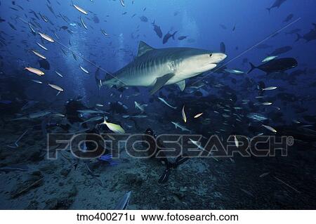 A Tiger Shark swims over a group of divers after consuming a large tuna head. View Large Photo Image Stock Photograph - A Tiger Shark swims over a group of divers after consuming a large tuna head.. Fotosearch