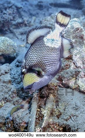A titan triggerfish faces off with a small wrasse, Papua New Guinea. View Large Photo Image Stock Photograph - A titan triggerfish faces off with a small wrasse, Papua New Guinea.. Fotosearch