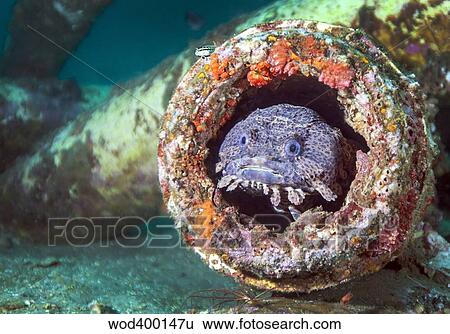 A toadfish inside a pipe cavity. View Large Photo Image Stock Photograph - A toadfish inside a pipe cavity.. Fotosearch