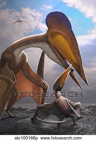 A Tupuxuara leonardii provides food for its offspring. View Large Illustration Stock Illustration - A Tupuxuara leonardii provides food for its offspring.. Fotosearch