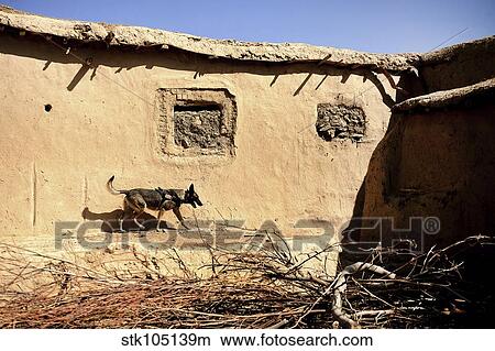 A U. S. Air Force K-9 searches for home-made explosives in an Afghan village. View Large Photo Image Picture - A U. S. Air Force K-9 searches for home-made explosives in an Afghan village.. Fotosearch